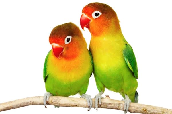Bird Names