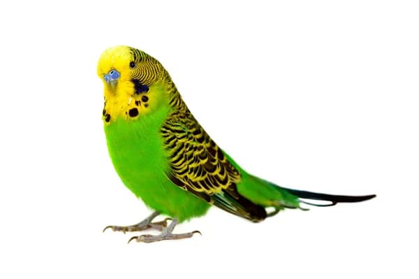 Cici
