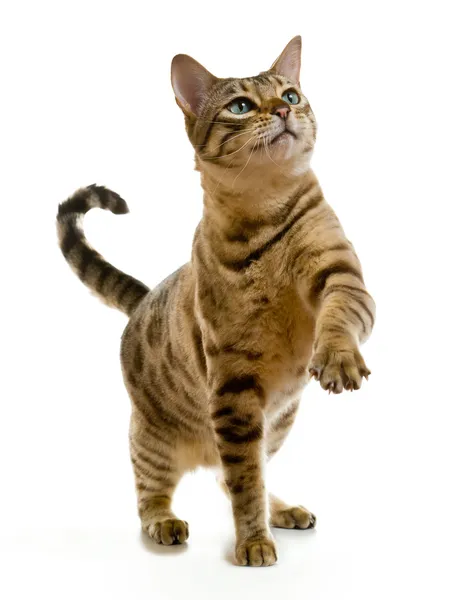 Cat Names