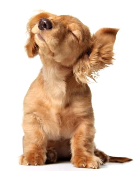 Dog Names