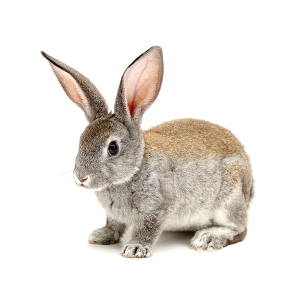Rabbit Names